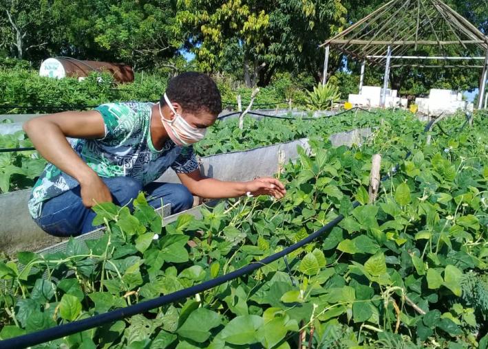 sancti spiritus, agricultura urbana, organoponicos, desarrollo sostenible