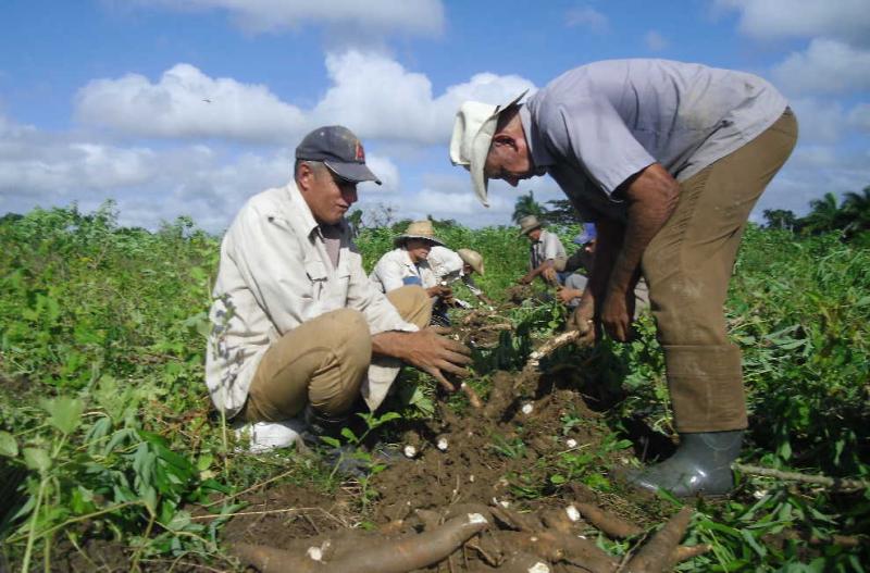 sancti spiritus, agricultura, tormenta tropical eta, intensas lluvias en sancti spiritus, lluvias en sancti spiritus, desastres naturales, produccion de alimentos