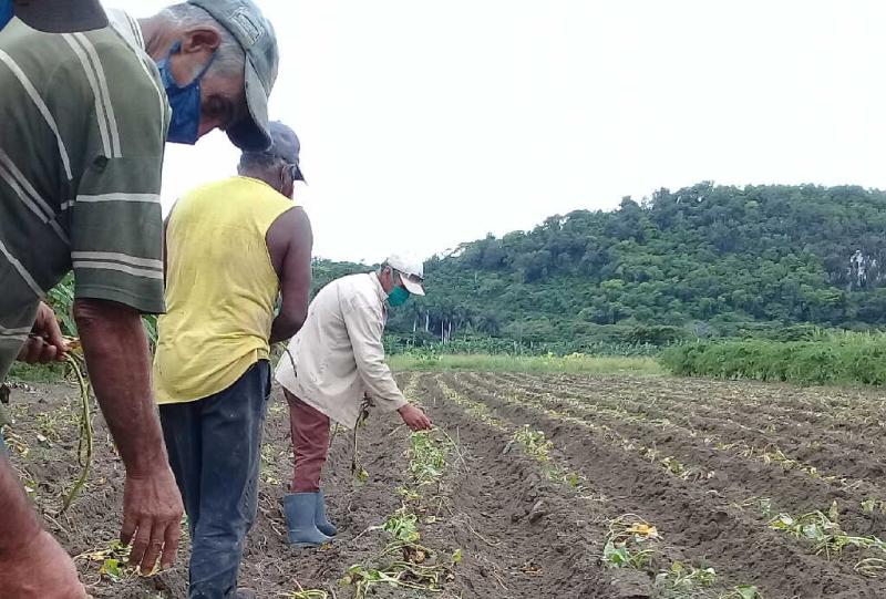 sancti spiritus, agricultura, tormenta tropical eta, intensas lluvias en sancti spiritus, lluvias en sancti spiritus, desastres naturales, produccion de alimentos