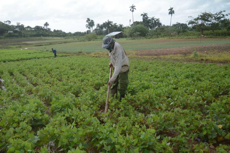 sancti spiritus, agricultura, tormenta tropical eta, intensas lluvias en sancti spiritus, lluvias en sancti spiritus, desastres naturales, produccion de alimentos