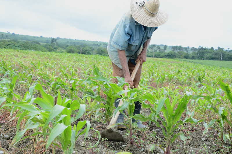 sancti spiritus, maiz hibrido, cigb, centro de ingenieria genetica, cultivos transgenicos, sanidad vegetal