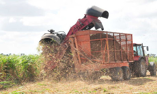 Casi la totalidad de la caña que molerá el central Uruguay se cortará de forma mecanizada. (Foto: Vicente Brito / Escambray)