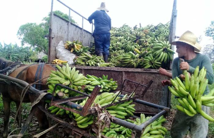 La producción y comercialización de alimentos estuvo en la mirada del Plano anapìsta. (Foto: José Luis Camellón / Escambray)