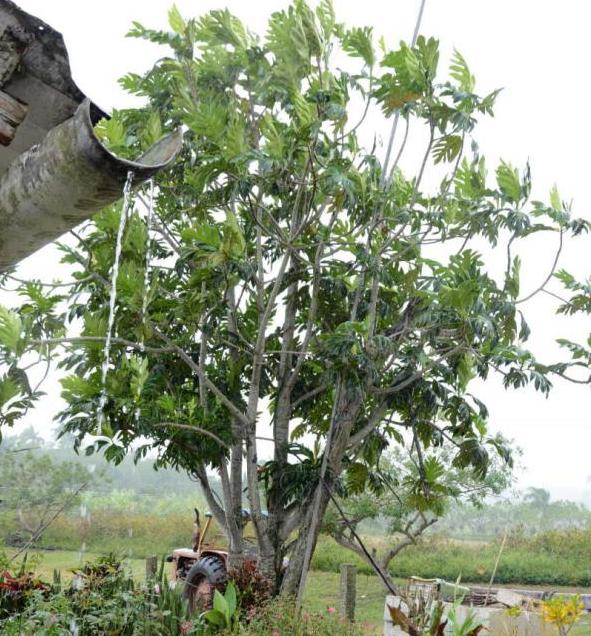 cabaiguan, plantas medicinales, medicina natural y tradicional, frutas