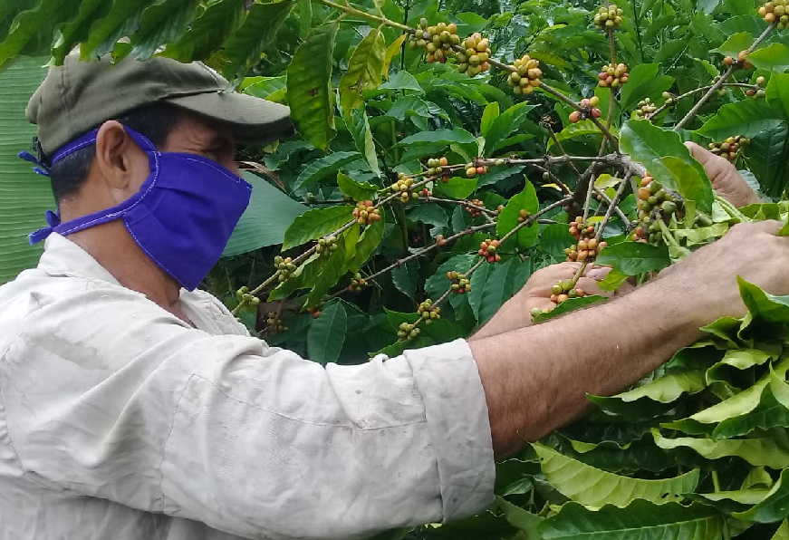 sancti spiritus, cafe, cosecha cafetalera, economia espirituana, fomento