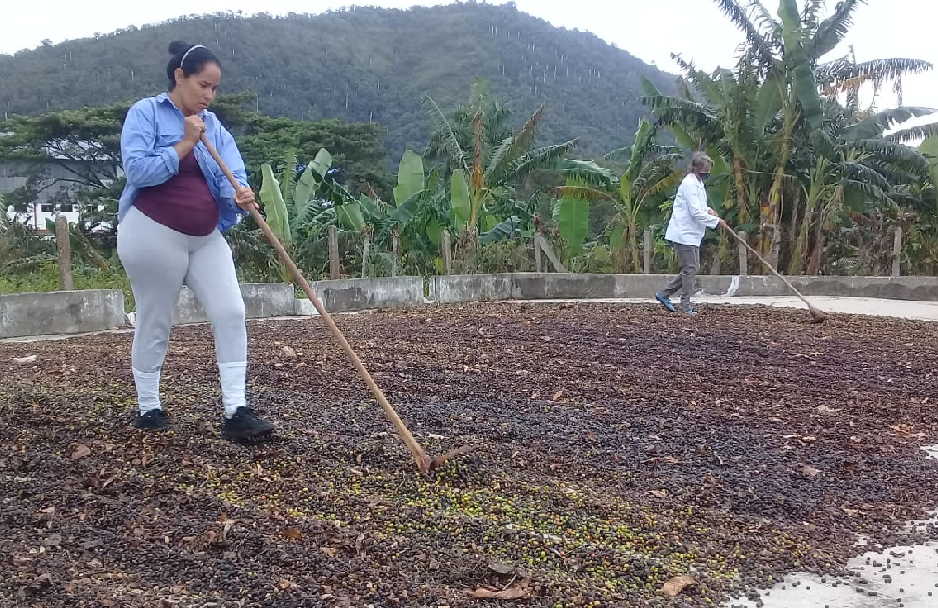 sancti spiritus, cafe, cosecha cafetalera, economia espirituana, fomento