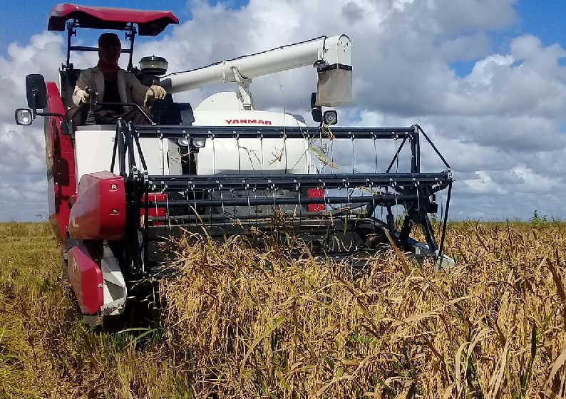 Si en Las Nuevas avanza el corte de arroz, se debe también a la eficacia de las máquinas donadas por Japón a Cuba. (Fotos: José Luis Camellón)