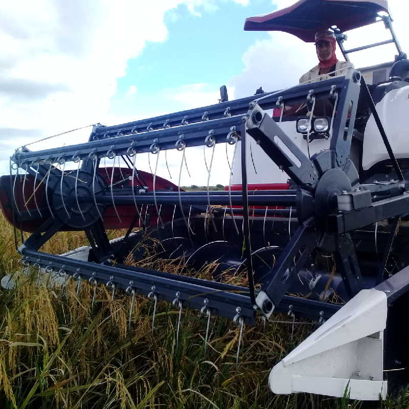 En Las Nuevas se ha cortado el arroz en medio de una atacadera increíble.