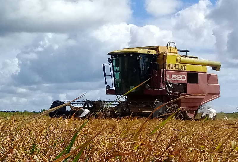 En los arrozales de La Sierpe se trabaja para subir el ritmo de corte en la medida que el terreno lo permita.