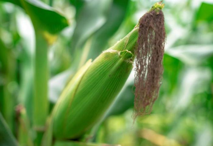 Sancti spiritus, cigb, centro de ingenieria genetica y biotecnologia, maiz, maiz transgenico, sanidad vegetal