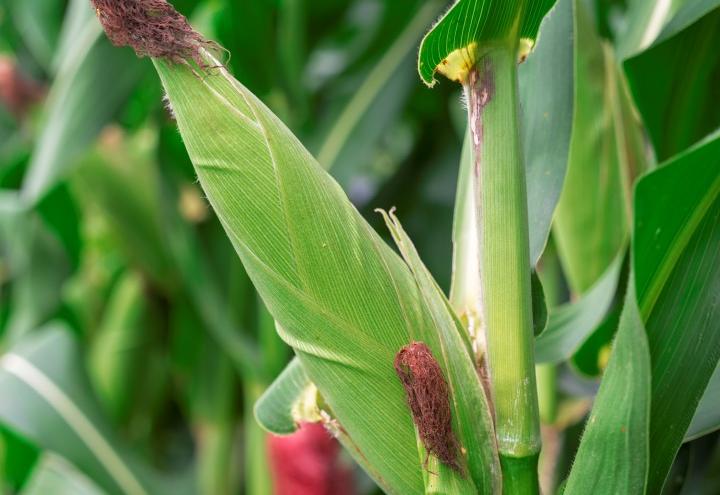 Sancti spiritus, cigb, centro de ingenieria genetica y biotecnologia, maiz, maiz transgenico, sanidad vegetal