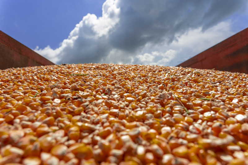 sancti spiritus, maiz hibrido, cigb, centro de ingenieria genetica, cultivos transgenicos, sanidad vegetal