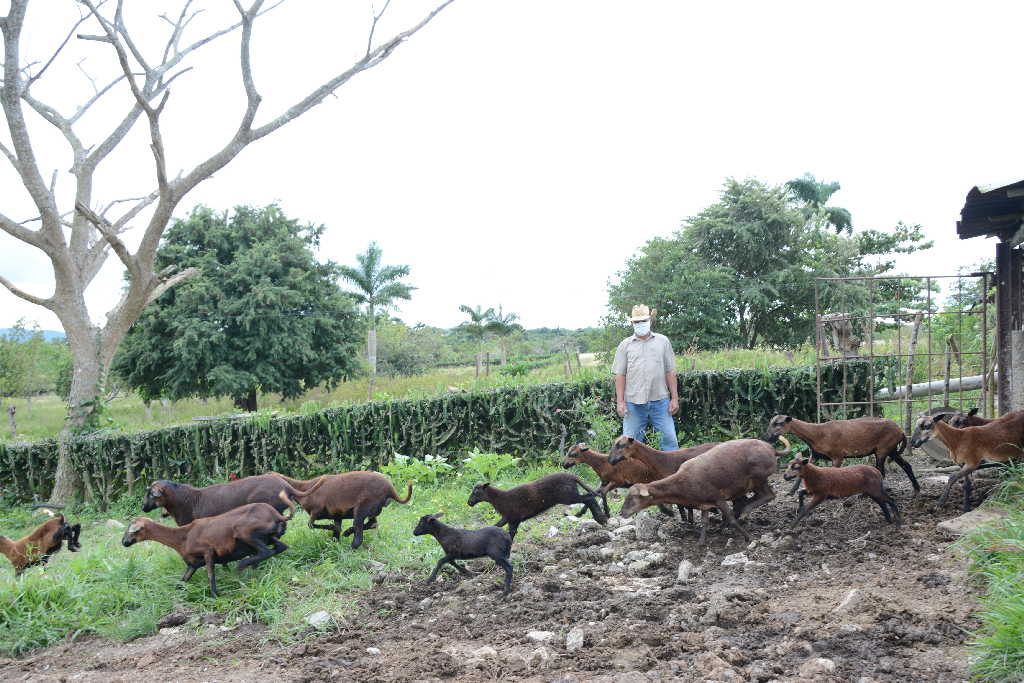 sancti spiritus, ganaderia