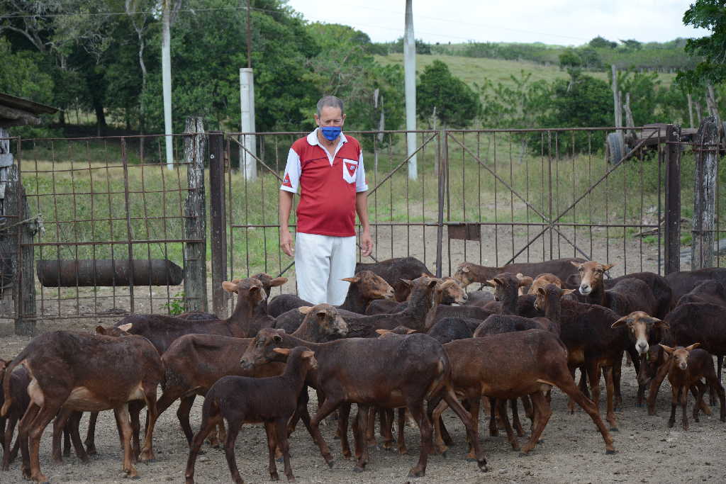 sancti spiritus, ganaderia