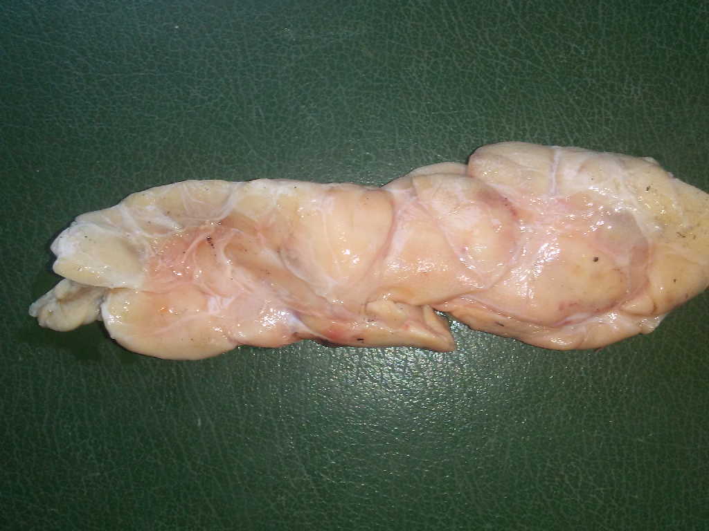 El timo bovino es una materia prima fundamental para fabricar la Biomodulina T.