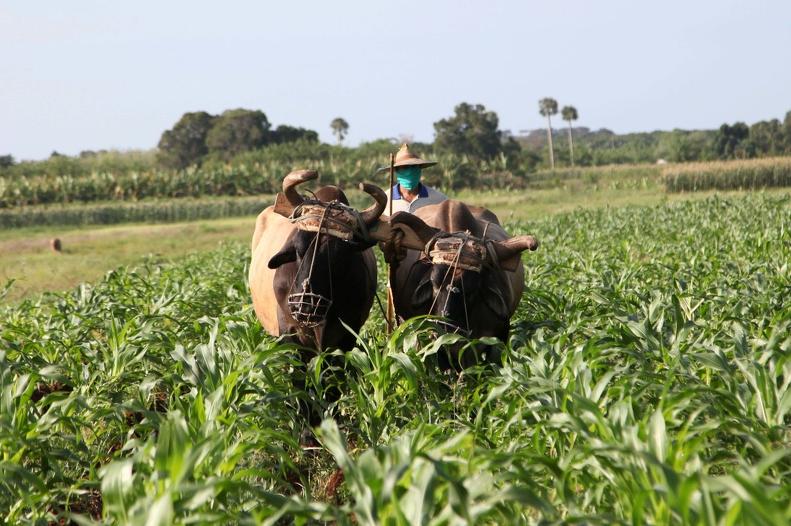 sancti spiritus, autoabastecimiento territorial, produccion de alimentos, buro provincial del pcc