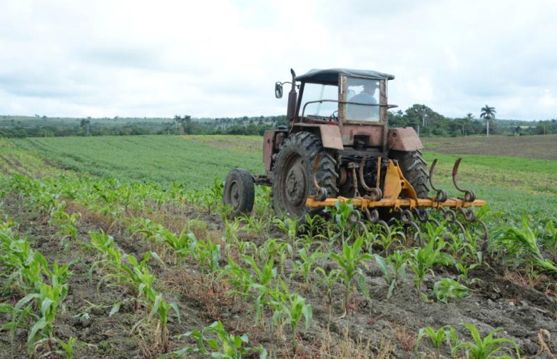 yaguajay, citma, cultivos transgenicos, produccion de alimentos, desarrollo local