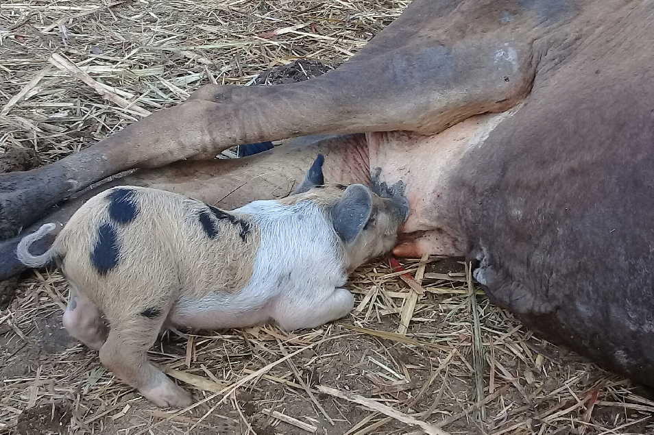 sancti spiritus, ganaderia, crianza de cerdos