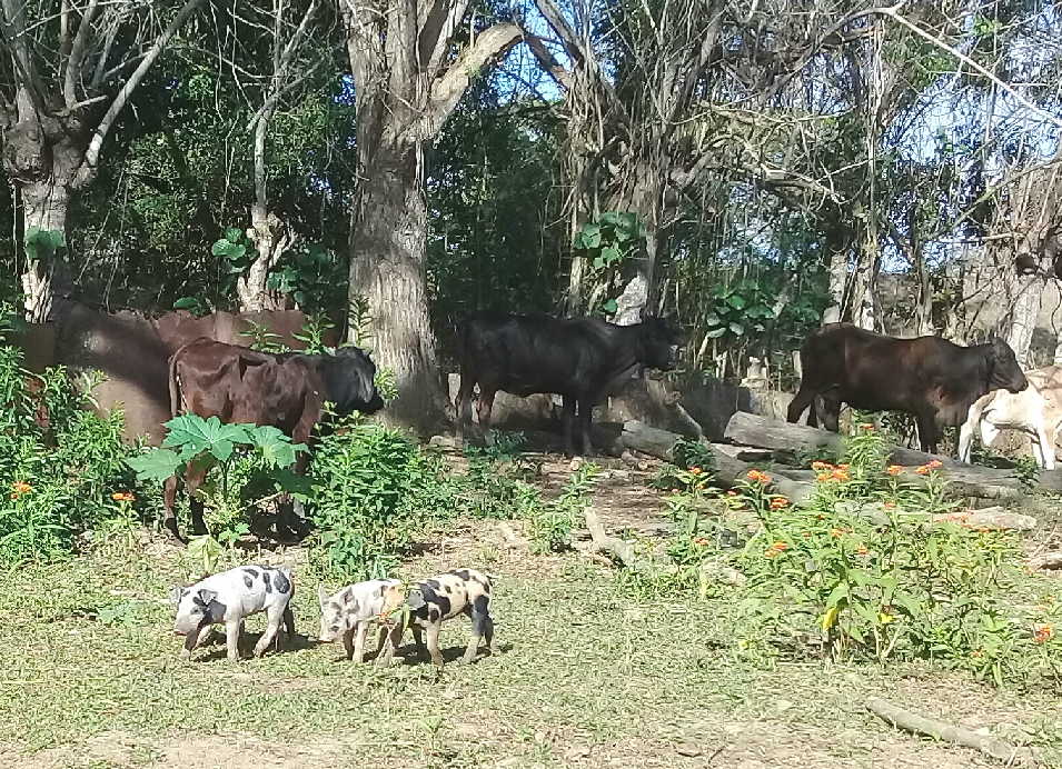 sancti spiritus, ganaderia, crianza de cerdos