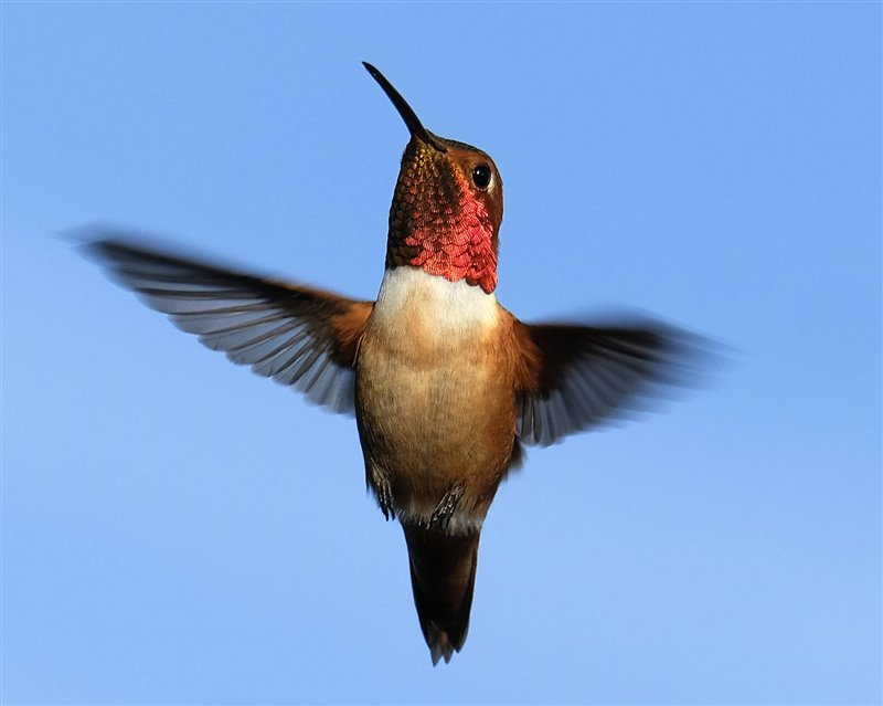 cuba, aves, zunzun, fauna, animales