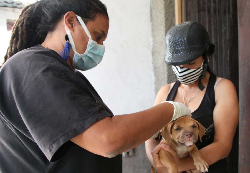 cuba, animales, proteccion animal,