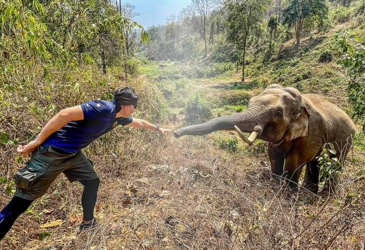 tailandia, animales, elefante, redes sociales, elefante