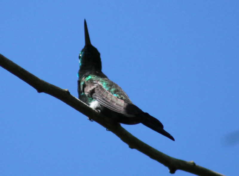 cuba, aves, zunzun, fauna, animales