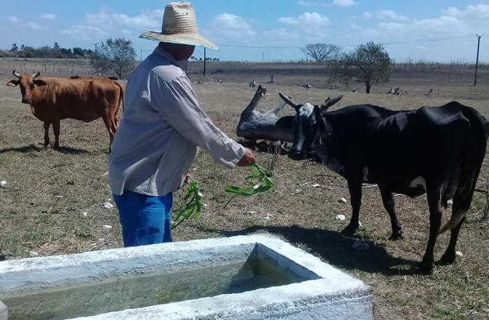 sancti spiritus, agricultura, ganaderia, economia cubana, 