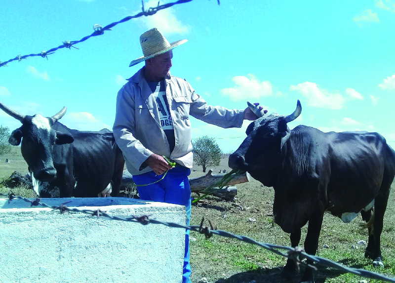 Nuevos horizontes se divisan delante de la campiña a raíz del paquete de 63 medidas aprobadas por el Gobierno cubano.