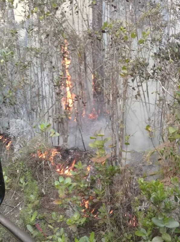 cuba, holguin, guantanamo, incendio forestales, flora y fauna, bomberos