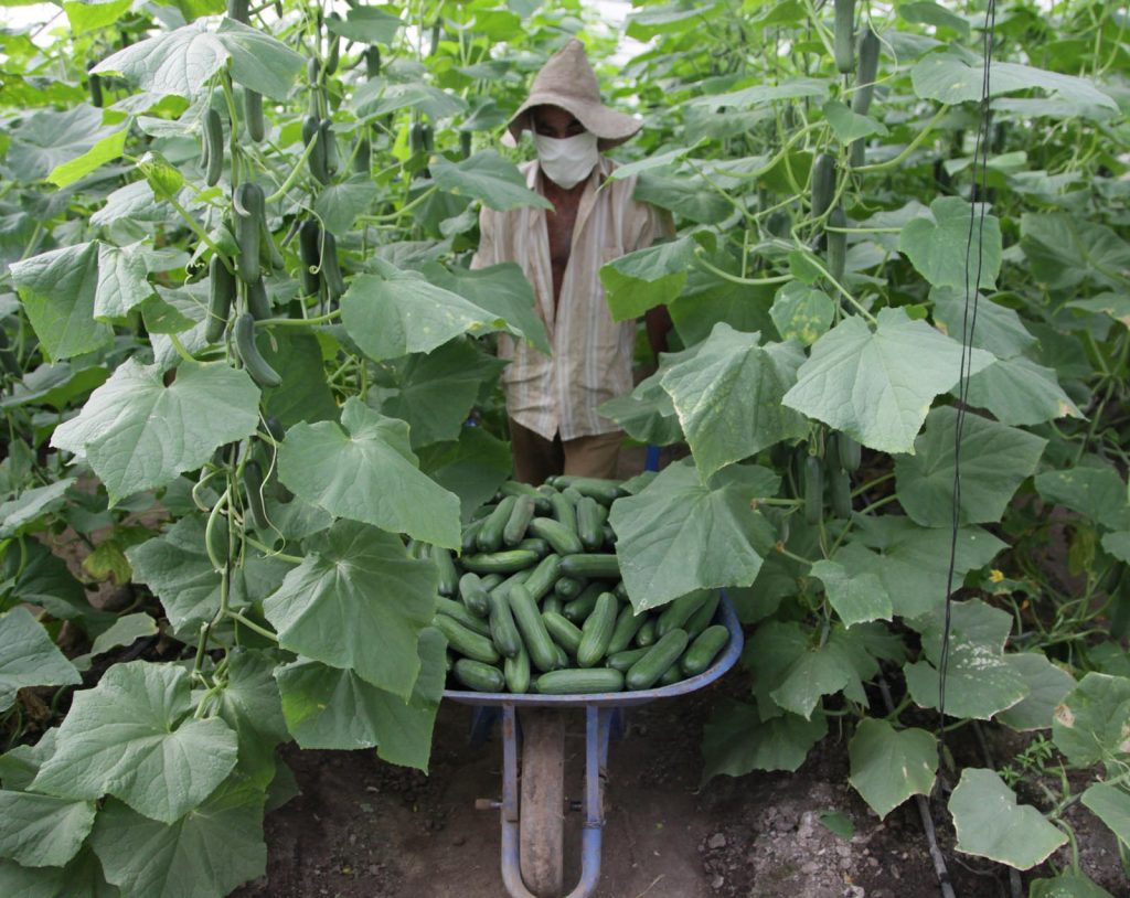 Estimular la producción agropecuaria resulta el propósito fundamental de las medidas aplicadas. (Foto: Oscar Alfonso)