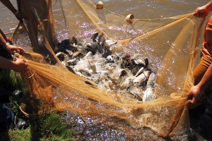 sancti spiritus, presa zaza, alevines, pesca, acuicultura