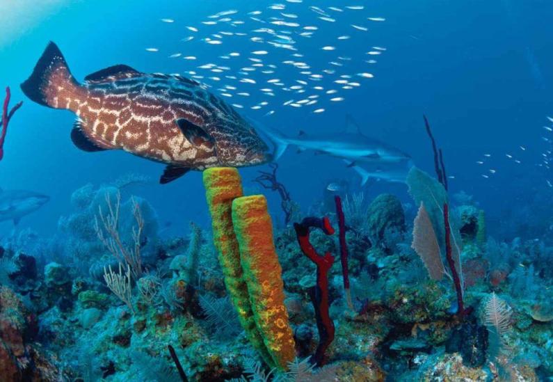 cuba, ciego de avila, ciencia y tecnologia, medio ambiente jardines de la reina