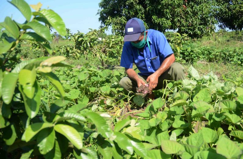 sancti spiritus, campesinos, produccion de alimentos, agricultura