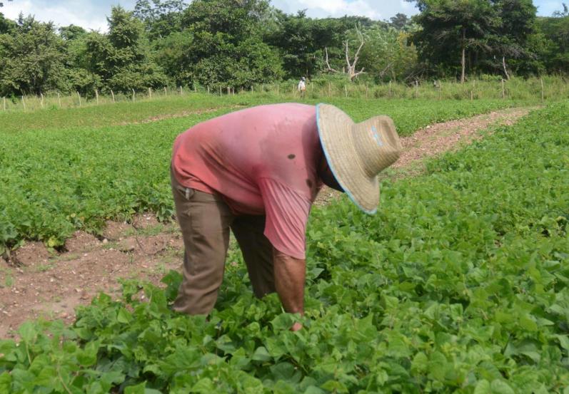 cuba, agricultura, ganaderia, produccion de alimentos, economia cubana