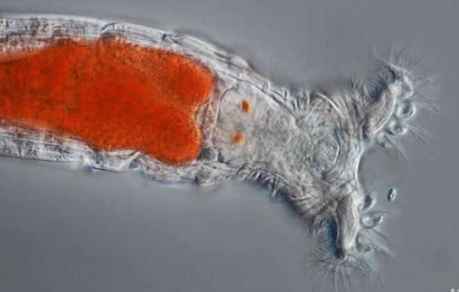 animales, hallazgo, microbiologia, supervivencia por congelacion, siberia