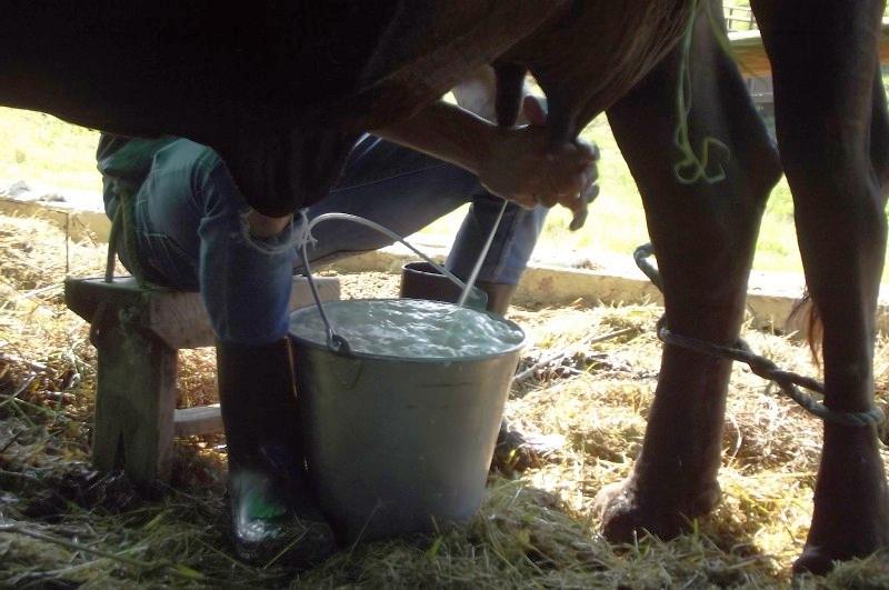 cuba, minag, leche, produccion de leche, empresa lactea, ganaderia, economia cubana