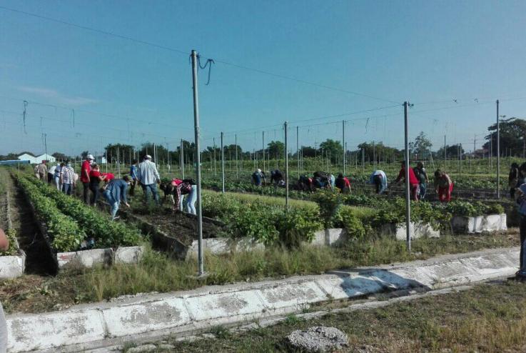 sancti spiritus, 26 de julio, asalto al cuartel moncada, trabajo voluntario, jovenes espirituanos