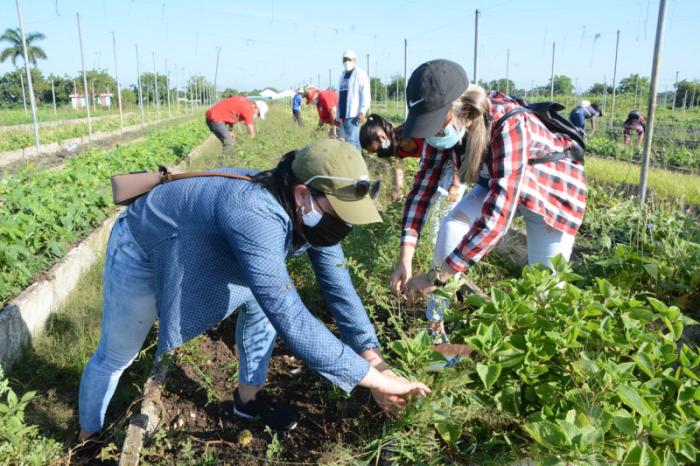 sancti spiritus, 26 de julio, asalto al cuartel moncada, trabajo voluntario, jovenes espirituanos