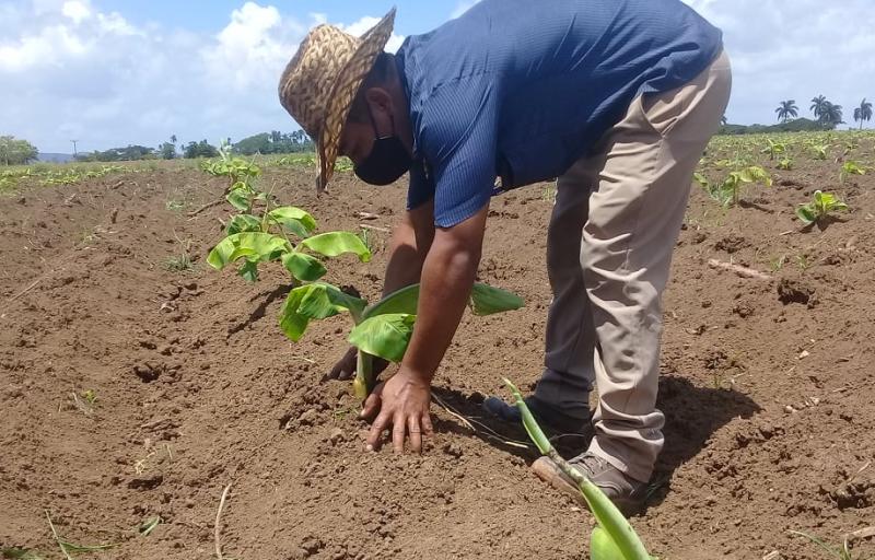 sancti spiritus, agricultura, economia cubana, polo productivos, produccion de alimentos, cultivos varios, cpa, tarea ordenamiento