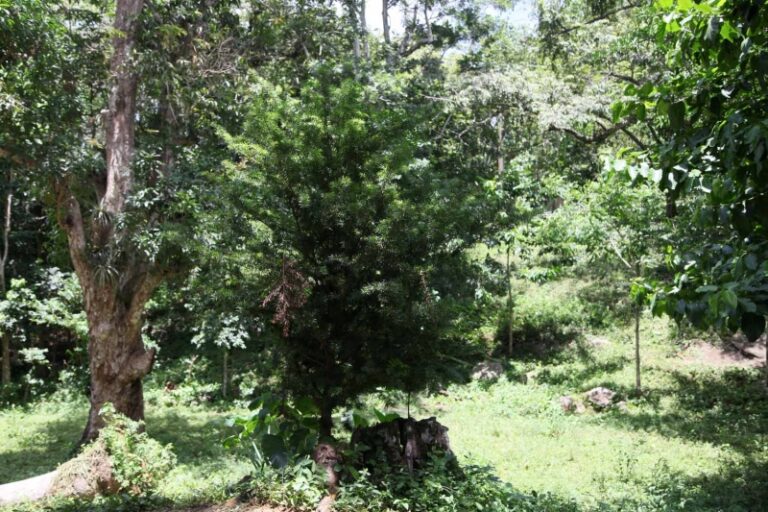 La Sabina (Podocarpus angustifolius) multiplica su presencia en el área. (Foto: Oscar Alfonso Sosa) 