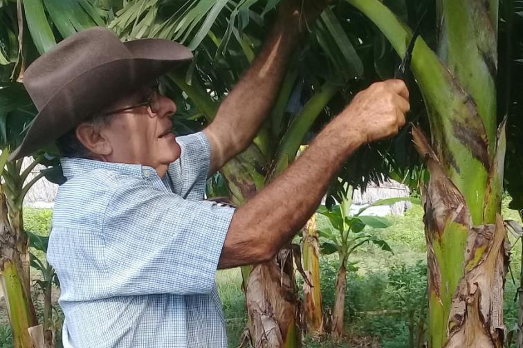 sancti spiritus, agricultura, economia cubana, polo productivos, produccion de alimentos, cultivos varios, cpa, tarea ordenamiento