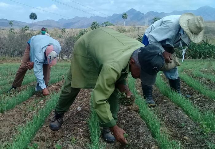 sancti spiritus, agricultura, trabajo por cuenta propia, empleo, salario, ministerio de la agricultura