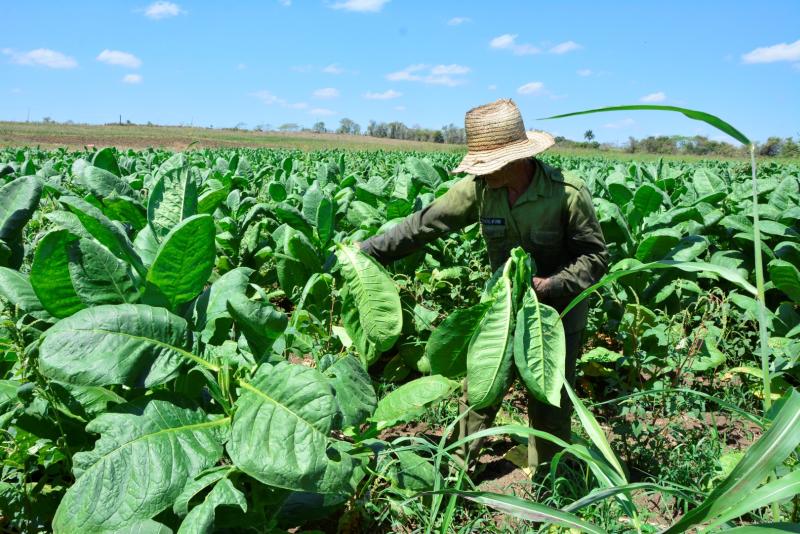 sancti spiritus, tabaco, acopio y beneficio del tabaco, cosecha tabacaleta