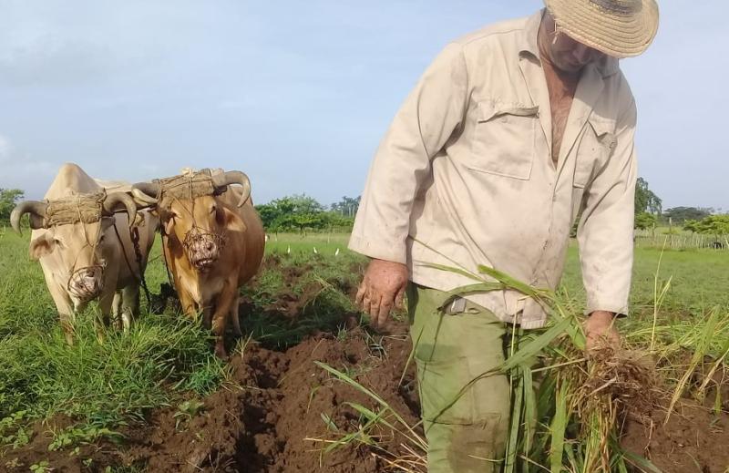 cabaiguan, agricultura, produccion de alimentos, ganaderia