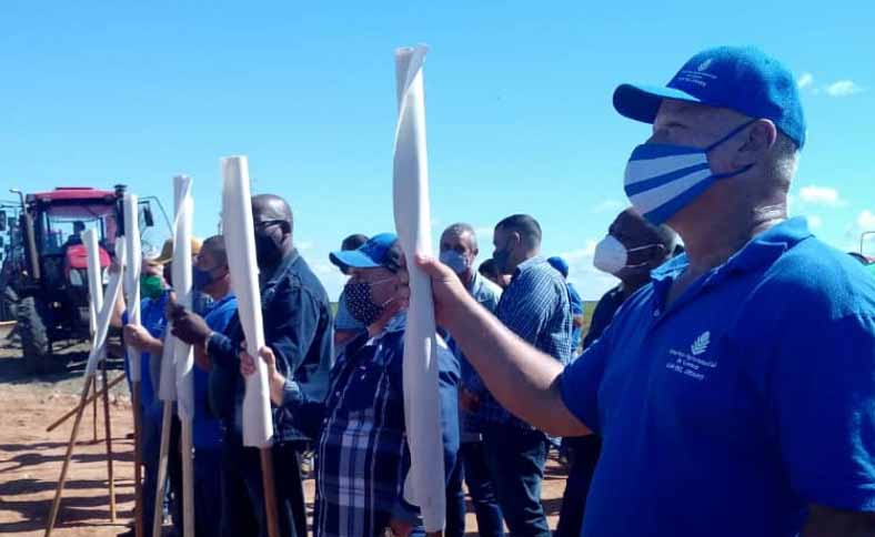 En áreas productivas del Sur del Jíbaro, las unidades del grano en el país fueron abanderadas para la contienda. (Foto: Nicolás González)