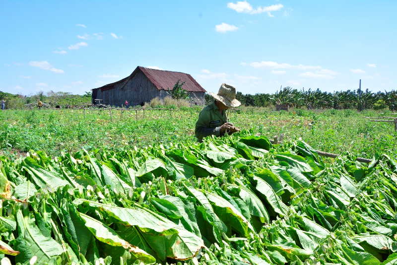 Mientras crece la modalidad de tabaco tapado y la obtención de capas para la exportación, disminuye la producción de tabaco sol en palo.