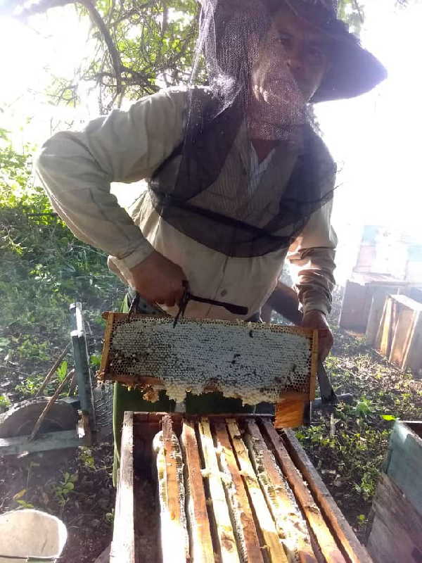 sancti spiritus, apicultura, miel, empresa apicola, planta de beneficio de la miel