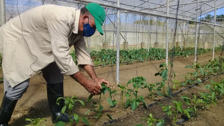 Se estima puedan cosecharse allí alrededor de 200 toneladas de productos al año.