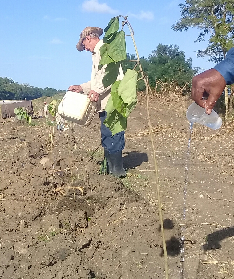 El hecho de emprender la siembra de nuevas especies en la época de seca obliga a regar las plantas en busca de la supervivencia.